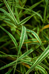 Fototapeta na wymiar sharp green grass leaves with water bubbles after rain