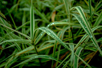 sharp green grass leaves  with water bubbles after rain