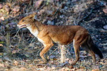 Fototapeta premium Pench National Park, India - Indian Wild Dog (Cuon alpinus)