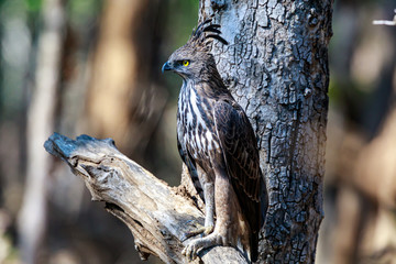 Pench National Park, India - Crested Hawk-eagle (Nisaetus cirrhatus) perched in a tree