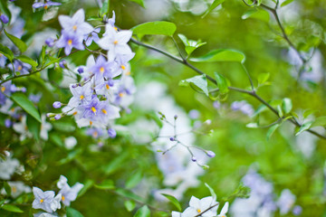 Blue summer flowers. Blossoms and green leaves.