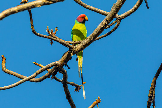 Pench National Park, India - Plum-headed Parakeet Male (Psittacula cyanocephala) perched in a tree