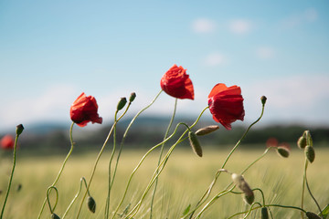 three red poppy flowers with thin legs, small stalks against the background of clear blue spring sky