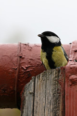 Great tit peeping on a post in front of a pipe.