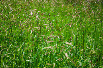 Green grass on the meadow on a summer day.