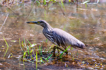 Bandhavgarh National Park - Indian Pond-heron (Ardeola grayii)