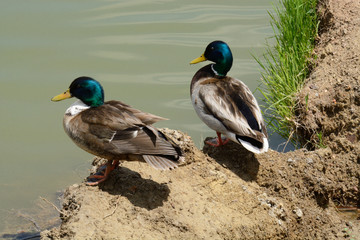 Mallard and crossbreed mallard and domestic duck drakes resting on dirt ledge at edge of lake