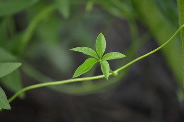 Leaves