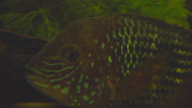 South American aquarium fish of the cichlid family called Laetacara curviceps in the home aquarium. Low key. Soft focus