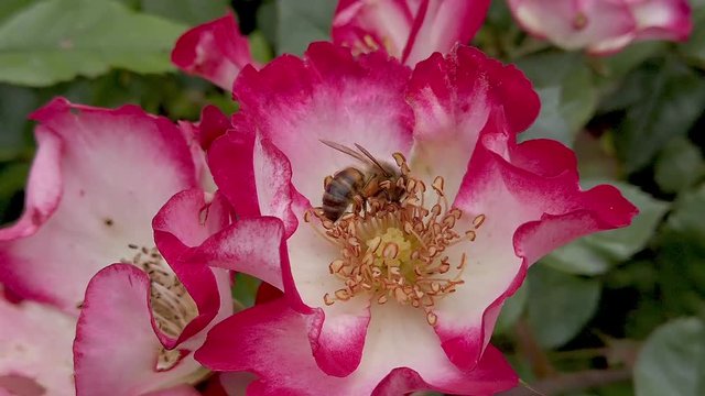A honeybee gathers pollen in its corbicula then flies away. Slow motion.