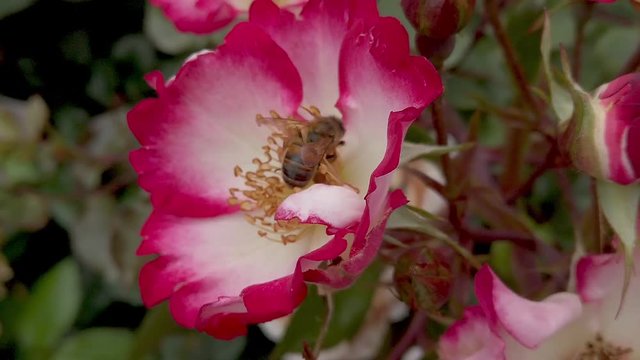 A honeybee gathers pollen from a wild rose then flies away. Close up slomo.