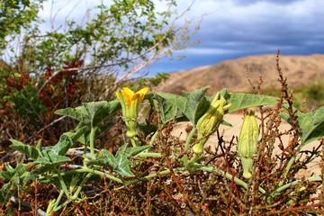 CUCURBITA PALMATA - COYOTE MELON - JOSHUA TREE NP - 052319, native plant of the southern mojave desert, modern human practices are not ecologically sustainable, we must make major conservation acts