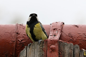 Great tit looking on a wooden post in front of a metal pipe.