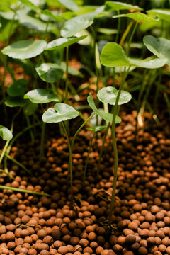 Asiatic Pennywort