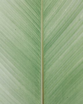 Detail Of A Green Leave