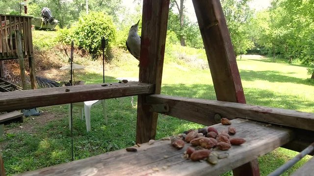 White breasted nuthatch eating seed