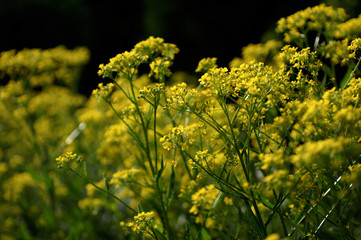 Obraz premium Field of yellow summer flowers