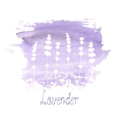 Lavender field pattern on purple stain isolated on white background. Watercolour hand drawn flowers.