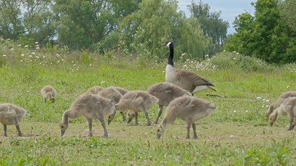 Geese in a Park 