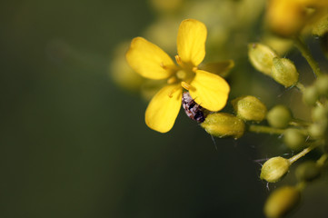 A little insect on a petal of a yellow flower