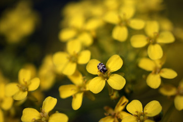 Yellow flowers with a little beetle