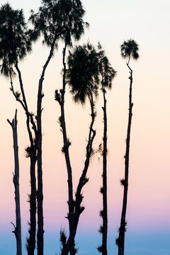 Pine trees silhouettes and a pink sunset in Mount Bromo, Indonesia