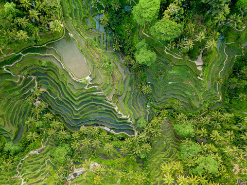 Aerial view of rice terraces in Tegallalang, Bali, Indonesia