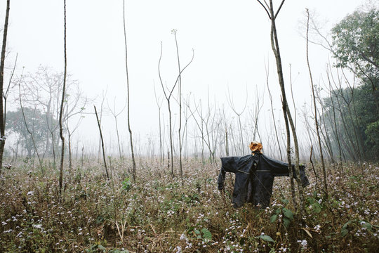 Scarecrow in the foggy field