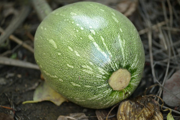 pumpkin in the garden