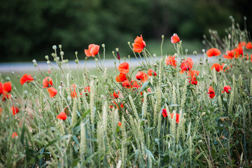 field of red poppies