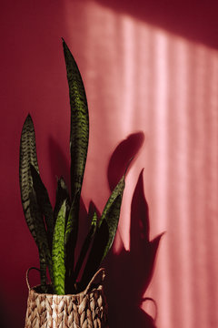Sansevieria leaf on pink background and shadows