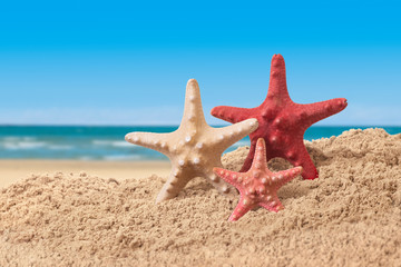 Fototapeta na wymiar Starfish in a beach sand on the sea shore