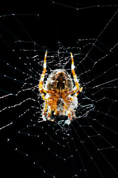 Garden Spider