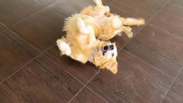 Playful golden retriever dog roll over on the floor at home.