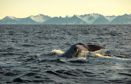 Sperm Whale showing its flukes as it dives, Vesteralen, Norway