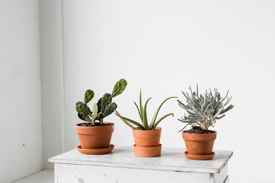 Three Potted Cacti
