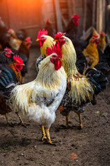 A colourful rooster with his chicken herd.Rooster and Chickens.Free range chicken on a traditional poultry farm