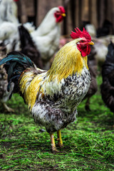 A colourful rooster with his chicken herd.Rooster and Chickens.Free range chicken on a traditional poultry farm