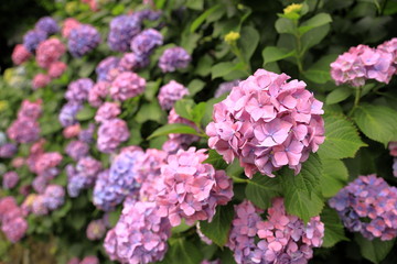 飛鳥山公園の紫陽花