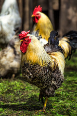 A colourful rooster with his chicken herd.Rooster and Chickens.Free range chicken on a traditional poultry farm