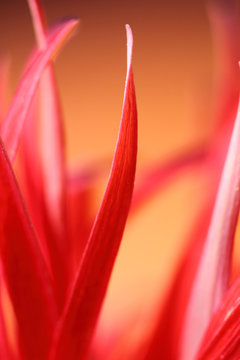 Macro photo of curly gerbera petals