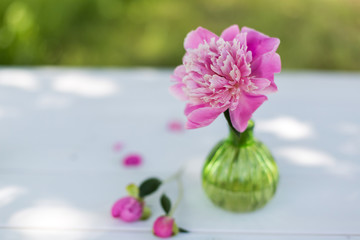 Beautiful soft pink peonies in vase on white wooden background outdoors. Summer flowers in blossom. Nature, fresh pink flowers concept