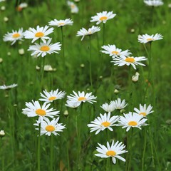 Fototapeta premium Wildblumen Wiese im Sommer