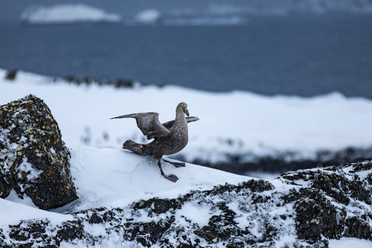 A Skua Shows its Wings in Aggression