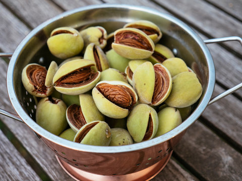 Almond harvest