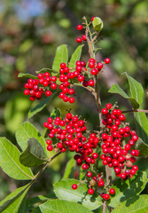 Lagoa de Piratininga