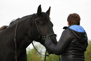 Communicaton between black draft horse and a woman. Working in hands and training basic dressage.