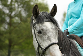 Cute grey young horse is looking and observing. Details of horse and rider, close up portrait.