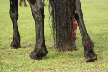 Black and heavy horse's legs on a green grass with rider standing besind. Details of a body. 