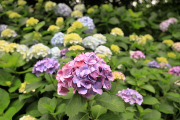 飛鳥山公園の紫陽花